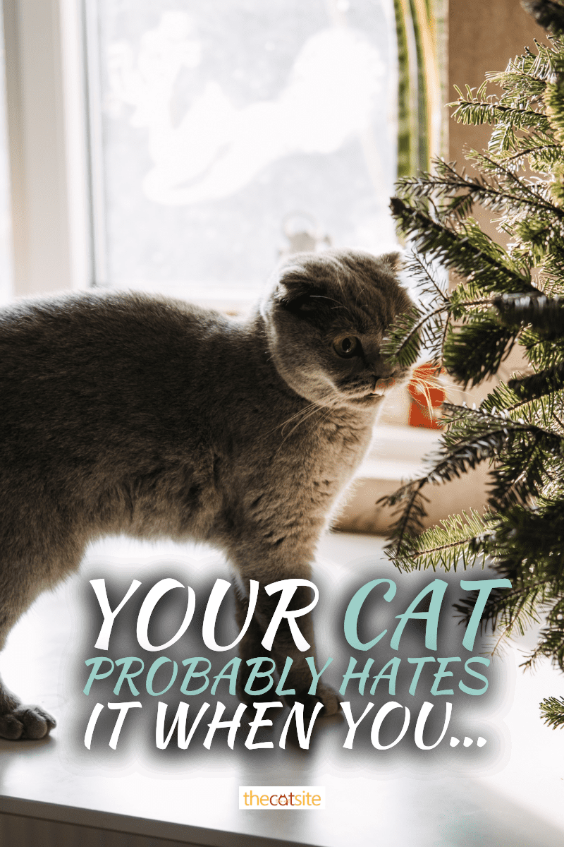 Your Cat Probably Hates It When You...
