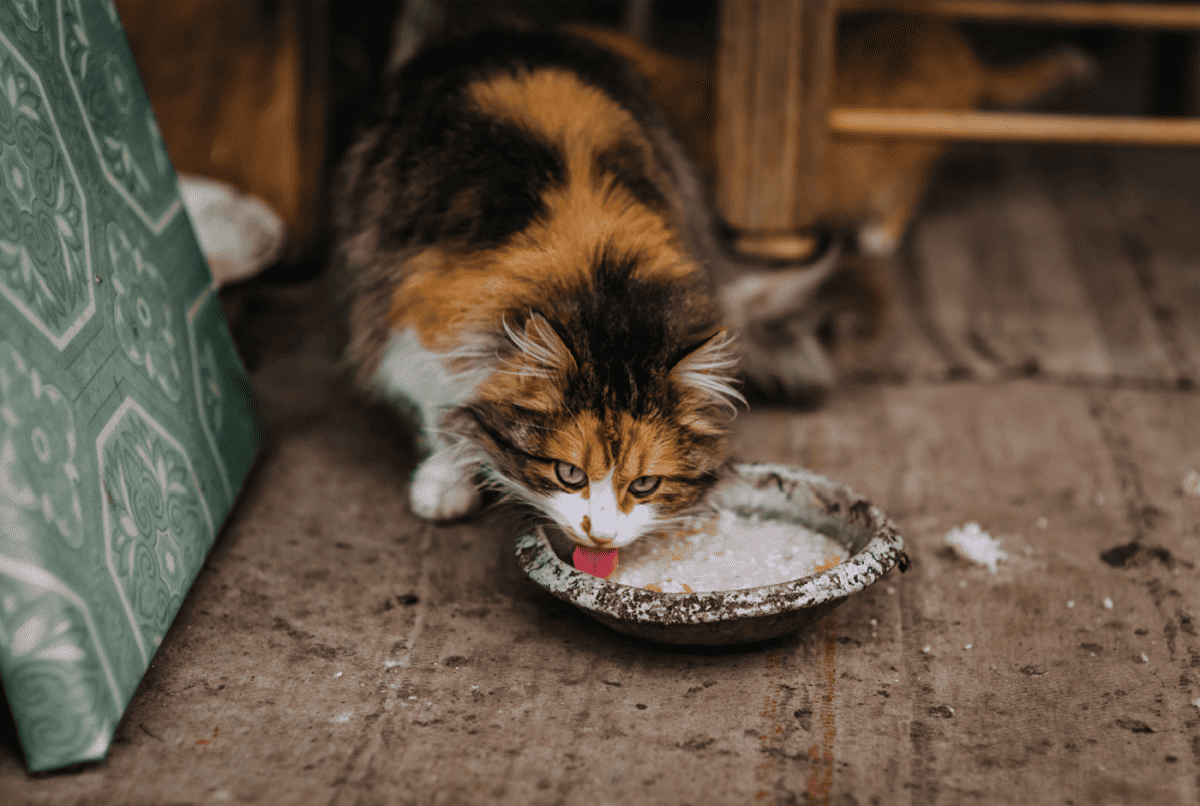 A feral cat is outside eating from a bowl