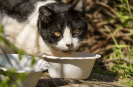 A black and white cat drinks from a bowl outside