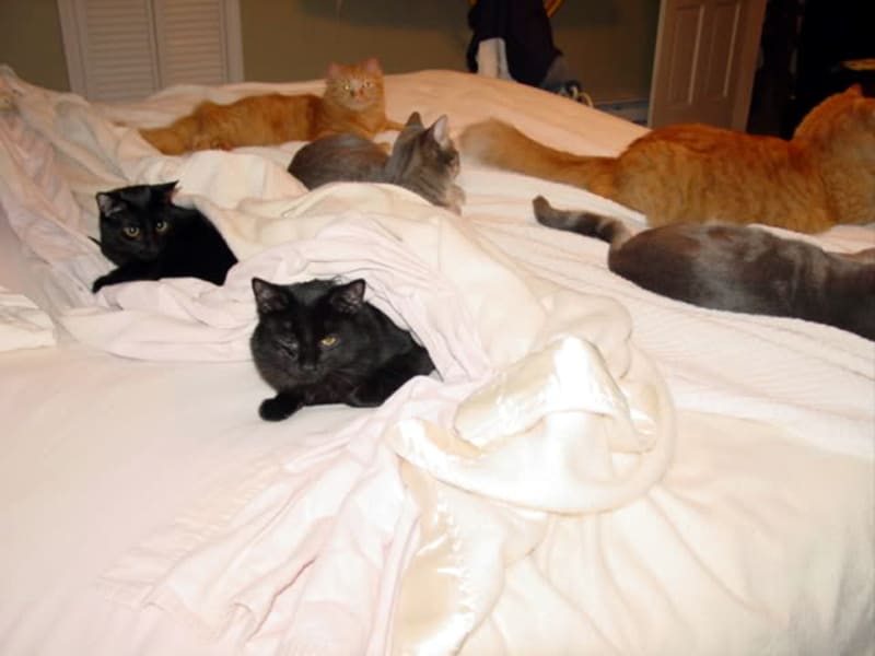 Pairs of identical cats lying in the bed paired up
