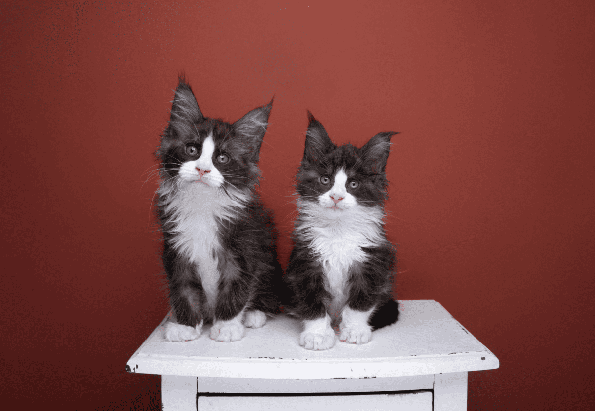 two tuxedo maine coon kitten brothers sitting side by side on drawer
