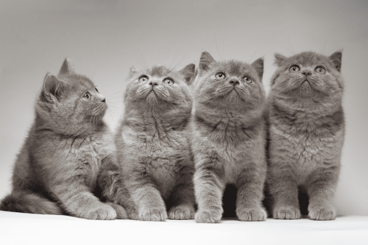 British fluffy gray kittens on a white background. A group of cats. Four identical kittens.
