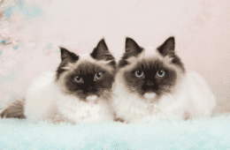Two beautiful cats looking exactly the same