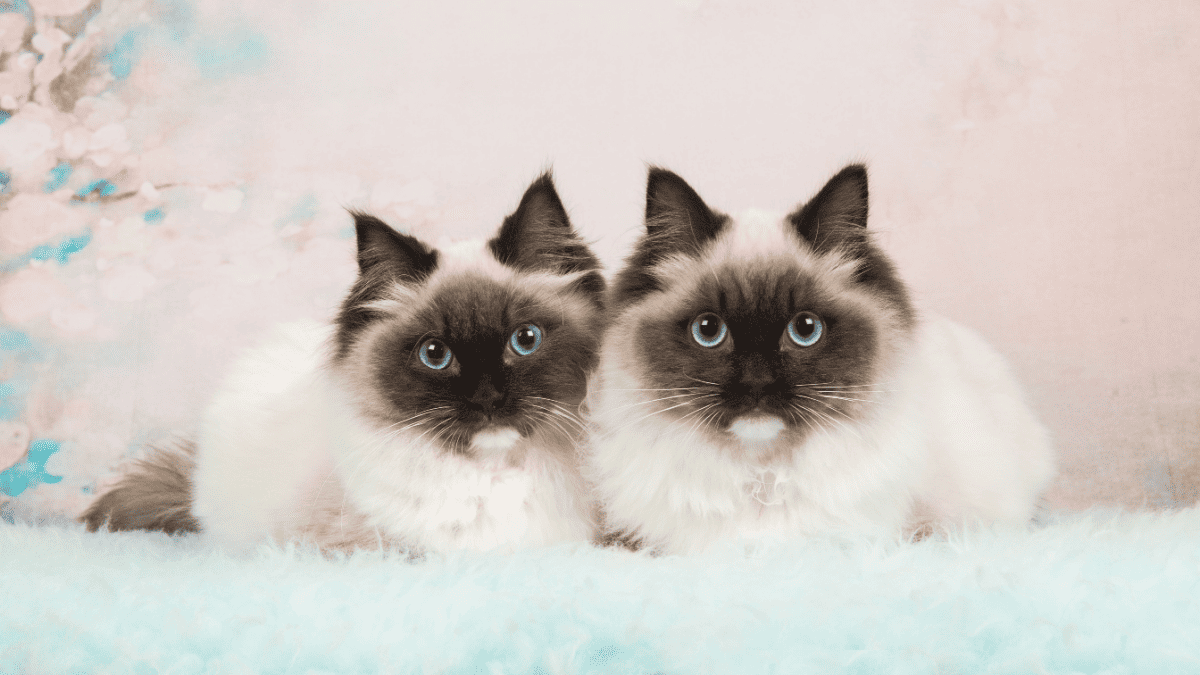 Two beautiful cats looking exactly the same
