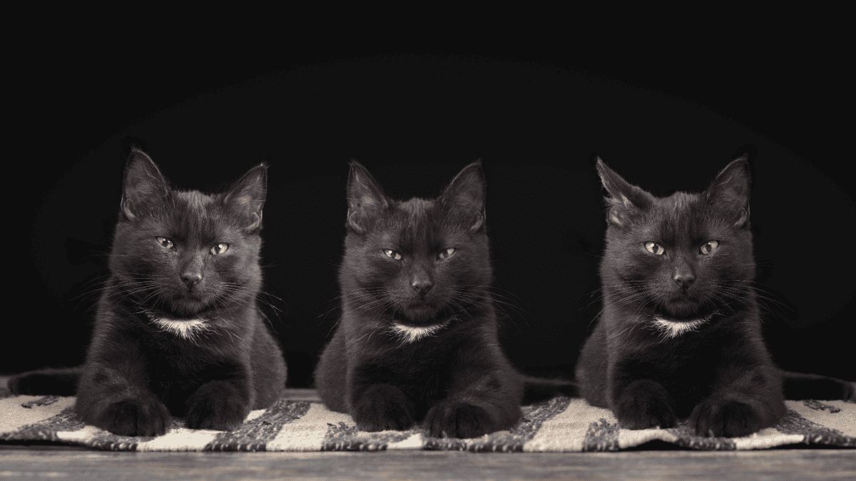 Three black kitten portraits. Cats are identical twins

