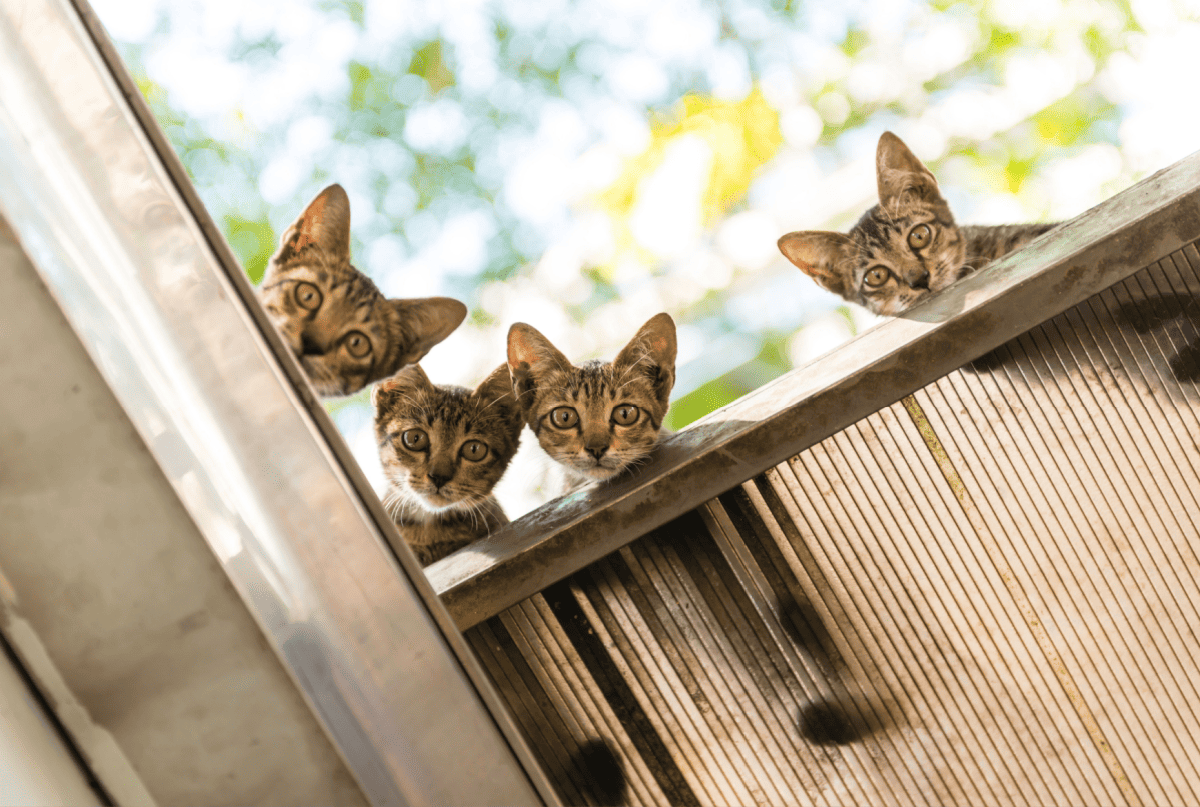 little 4 twin cats on the roof
