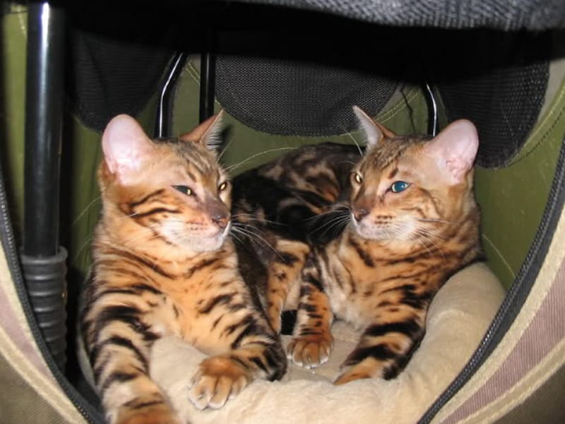 two bengal cats that look identical