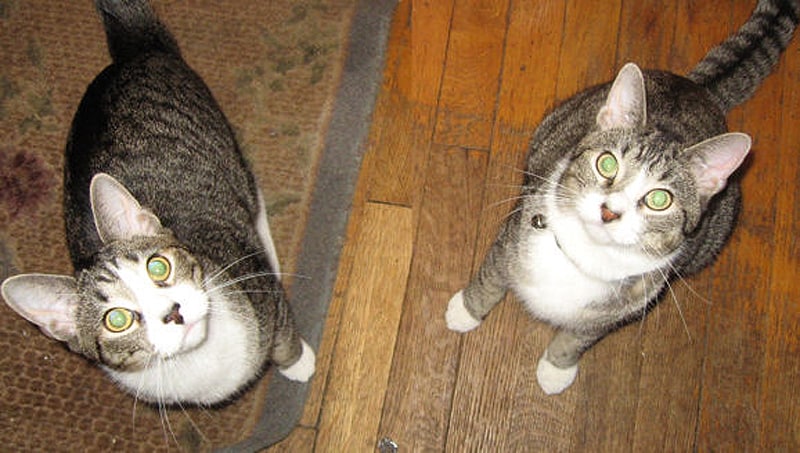 two beautiful cats that look identical
