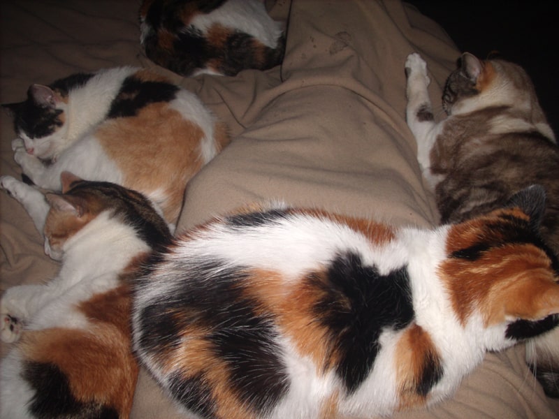 Calico cats lying together that look exactly alike