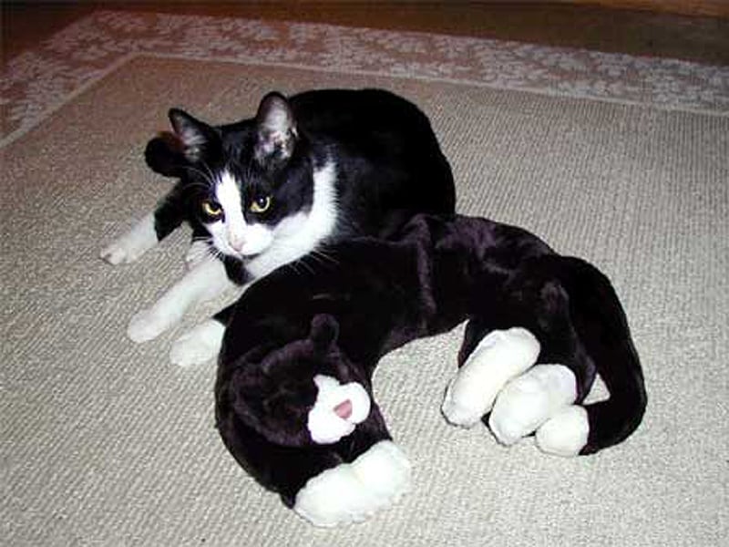 A cat with an identical looking stuffed animal