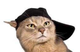 Cat wearing a baseball cap