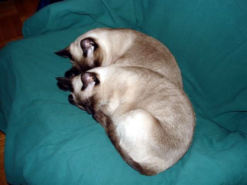 Colorpointed cats that look identical to each other