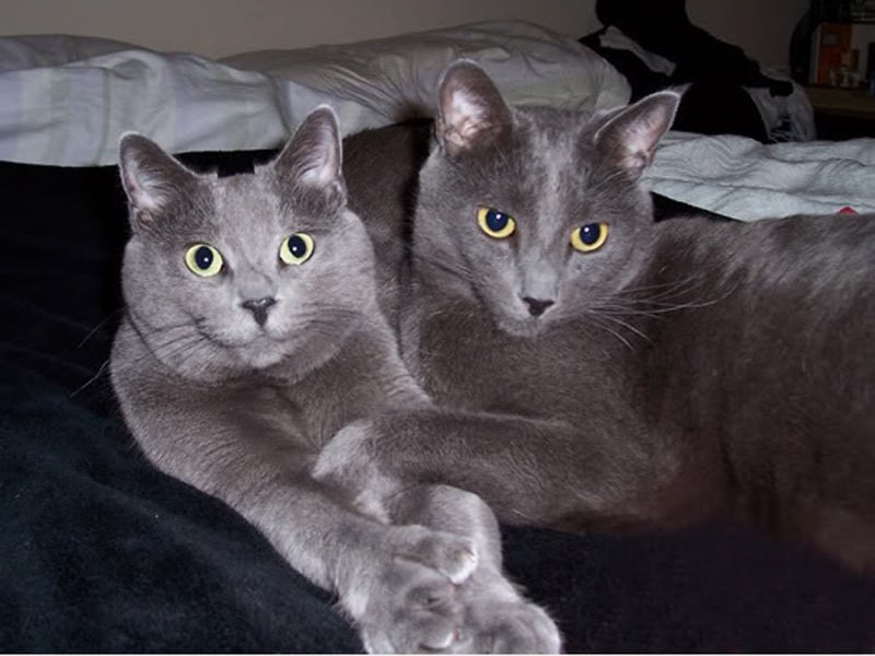 Image of two gray cats looking identical