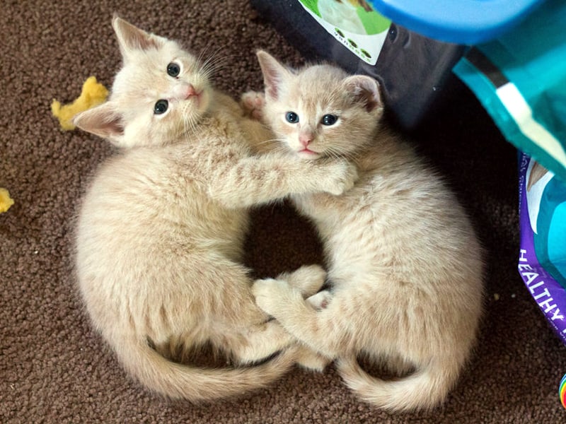 Cream colored tabby kittens looking super cute and cuddling each other