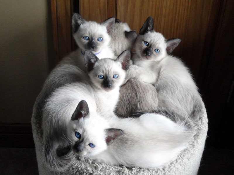 A group of cats that look identical to each other.
