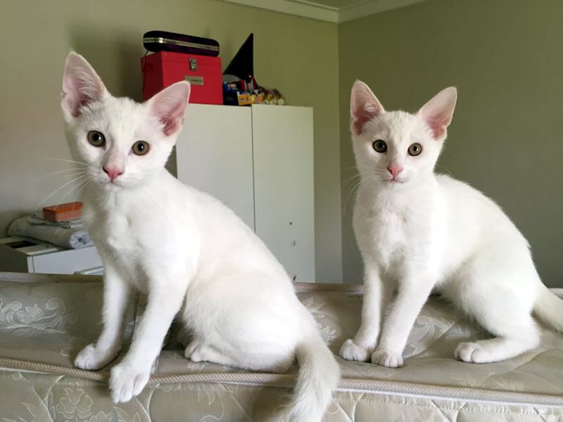 Two snow white kittens looking at the camera with the exact same pose