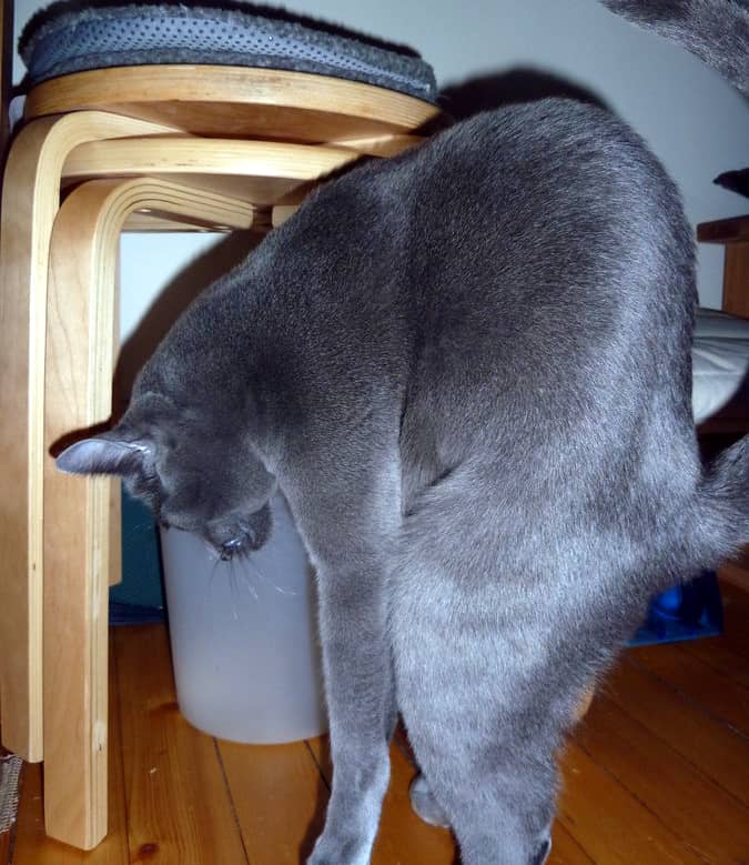 cat forward bend stretching