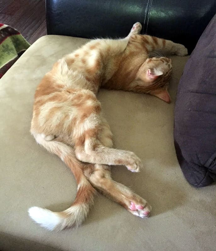 cat is stretching out on a couch