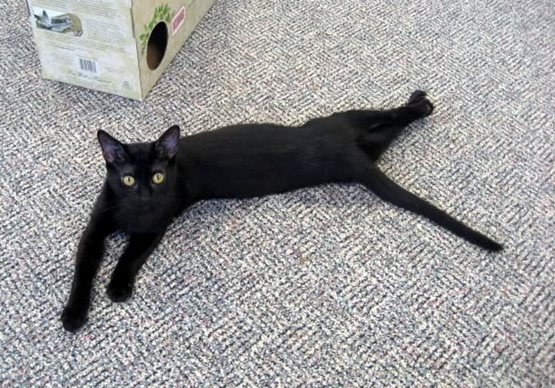 Black cat stretching and twisting