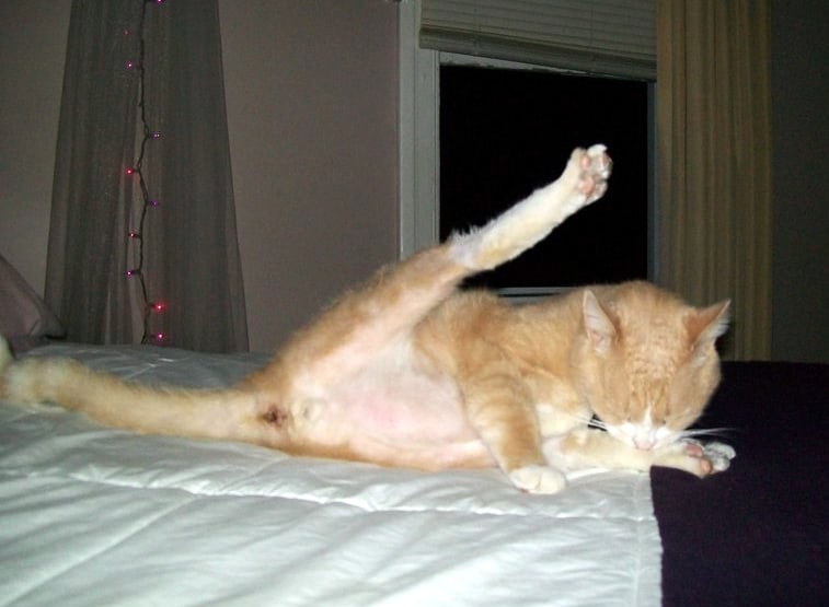 Orange cat stretching and cleaning