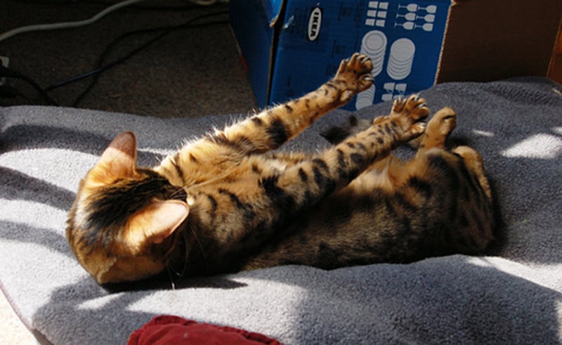 cat lying on a back and stretching arms forward