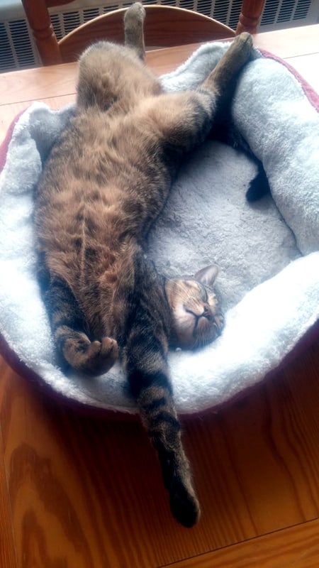 cat sleeping while in a cat bed fully stretched out