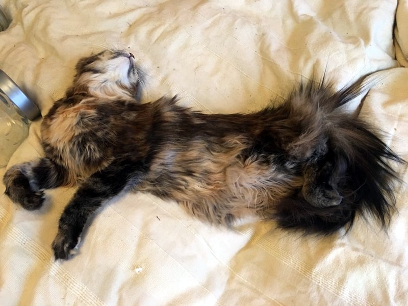 Beautiful fluffy kitty stretched out and napping