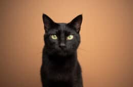 black cat portrait looking at camera on light brown background