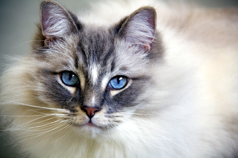 cat's breed by its behavior