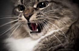 aggressive scared Cat hissing