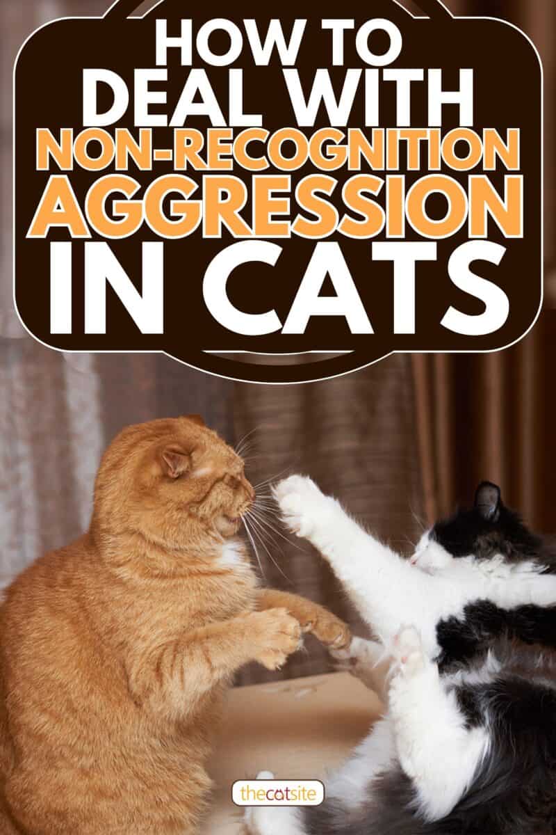 Two cats are fighting on the bed, How To Deal With Non-recognition Aggression In Cats