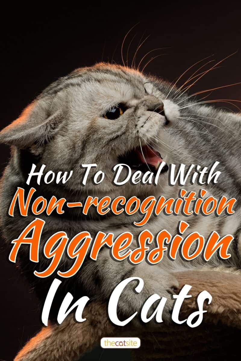 Very agressive scottish-straight cat, How To Deal With Non-recognition Aggression In Cats
