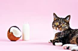 should you add coconut oil to your cat's food