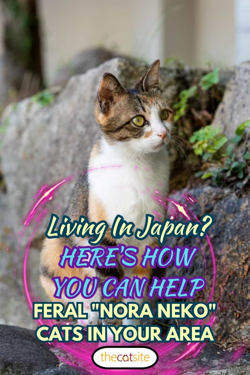 feral cat sitting on a rock in Karatsu, Japan, Living In Japan? Here’s How You Can Help Feral “nora Neko” Cats In Your Area