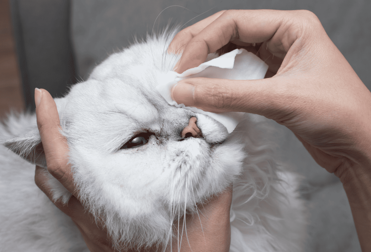 Cleaning Persian Chinchilla Cat's eyes with cotton pad. Cat's Eyes Healthy. Prevention of eyes's problem
