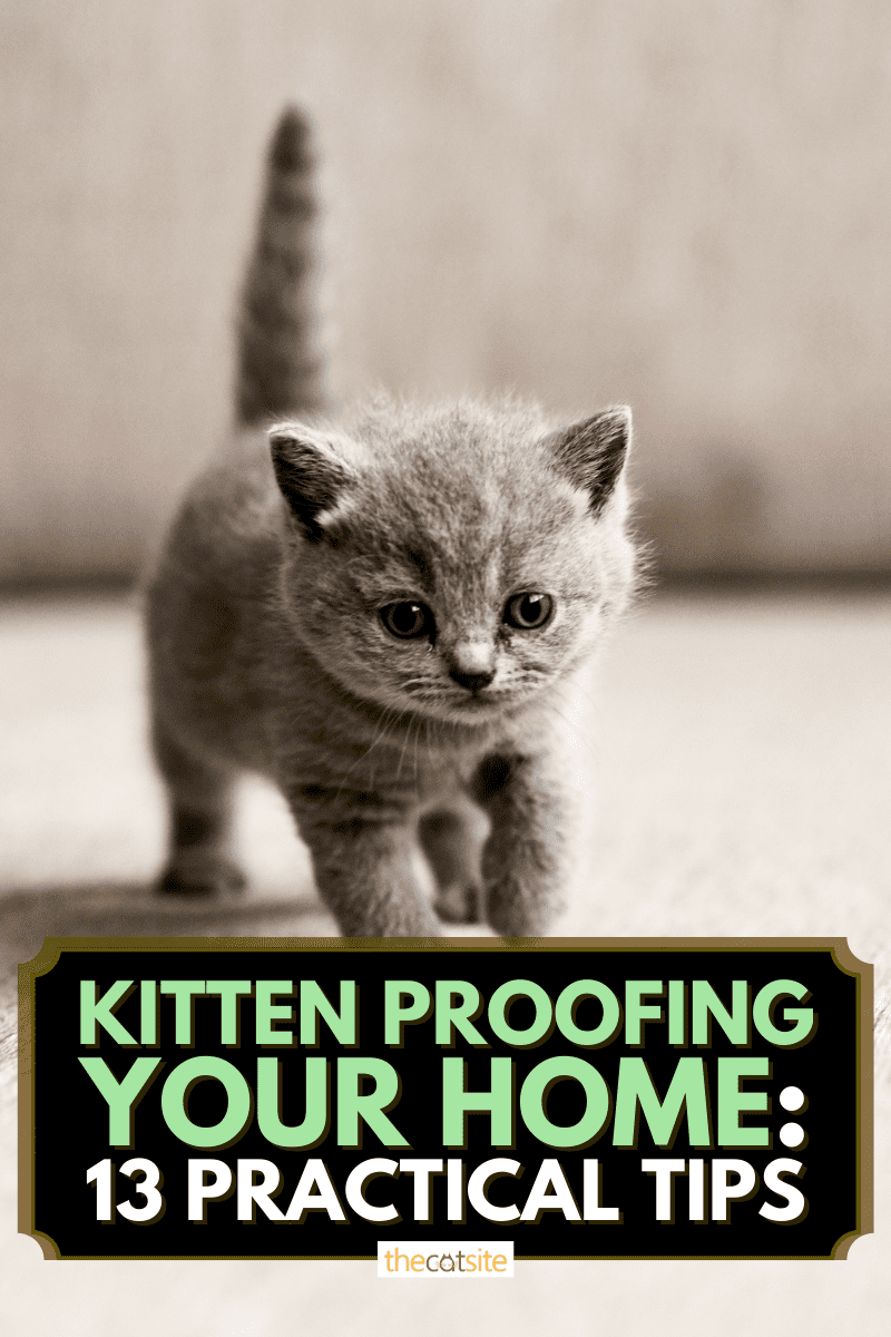 Kitten Proofing Your Home: 13 Practical Tips