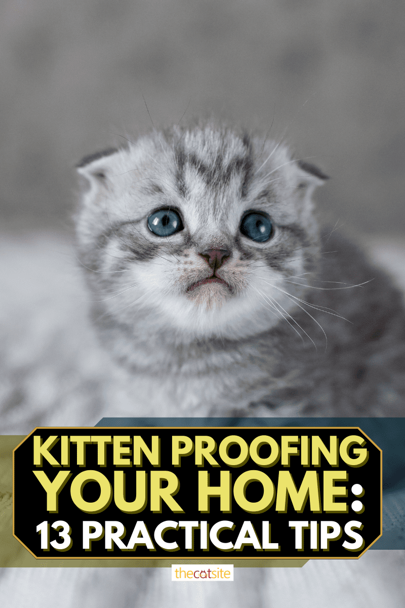 Kitten Proofing Your Home: 13 Practical Tips