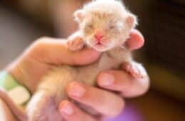 Newborn kitten held in hand