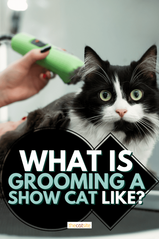 What Is Grooming A Show Cat Like?