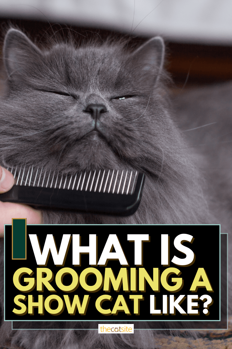 What Is Grooming A Show Cat Like?