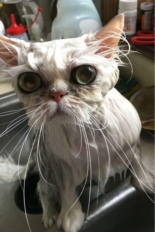 What Is Grooming A Show Cat Like? - TheCatSite