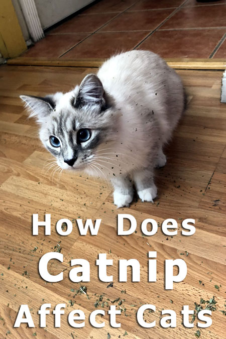 How Does Catnip Affect Cats and how you can safely use it to enrich Kitty's environment