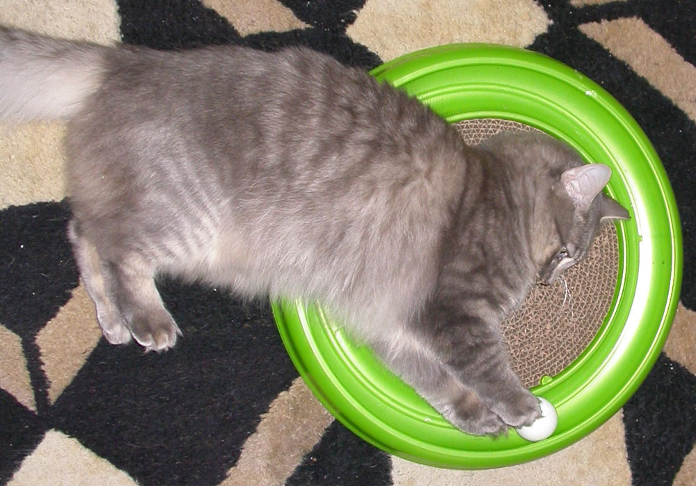 Cat playing with catnip scratcher