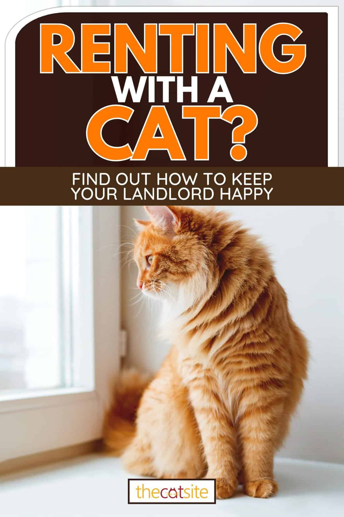Cute ginger cat siting on window sill and waiting for something, Renting With A Cat? Find Out How To Keep Your Landlord Happy