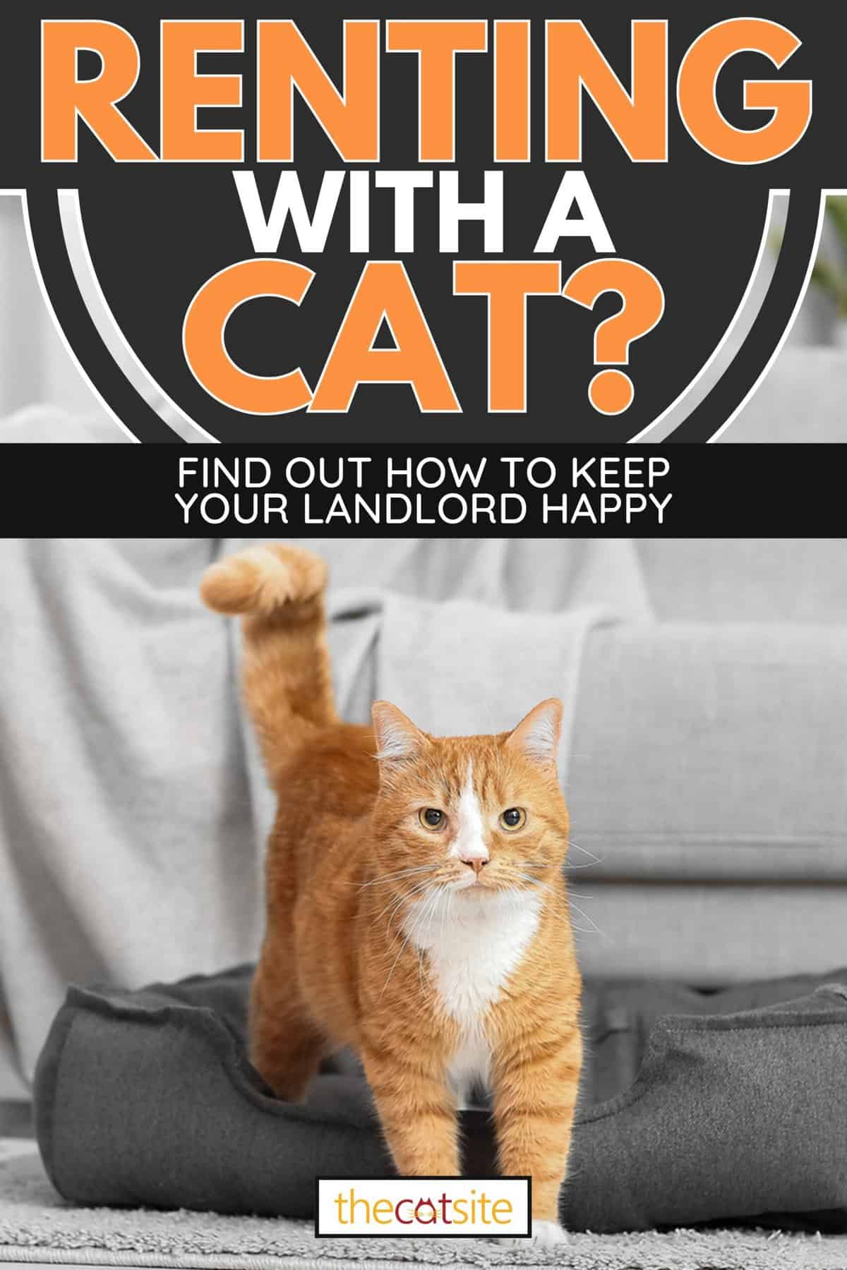 Cute red cat in pet bed near sofa, Renting With A Cat? Find Out How To Keep Your Landlord Happy