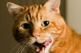 Orange tabby cat licking his chops.