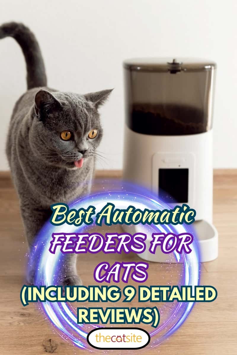 smart cat feeder Scottish cat is waiting for food. feeder for pets. automatic feeding of pet food. modern technologies. feed in the feeder. nutrition by time. domestic cat, Best Automatic Feeders For Cats (including 9 Detailed Reviews)