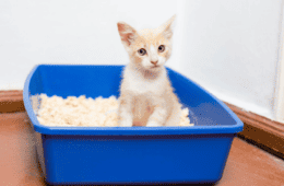 Small cute kitten in a litterbox