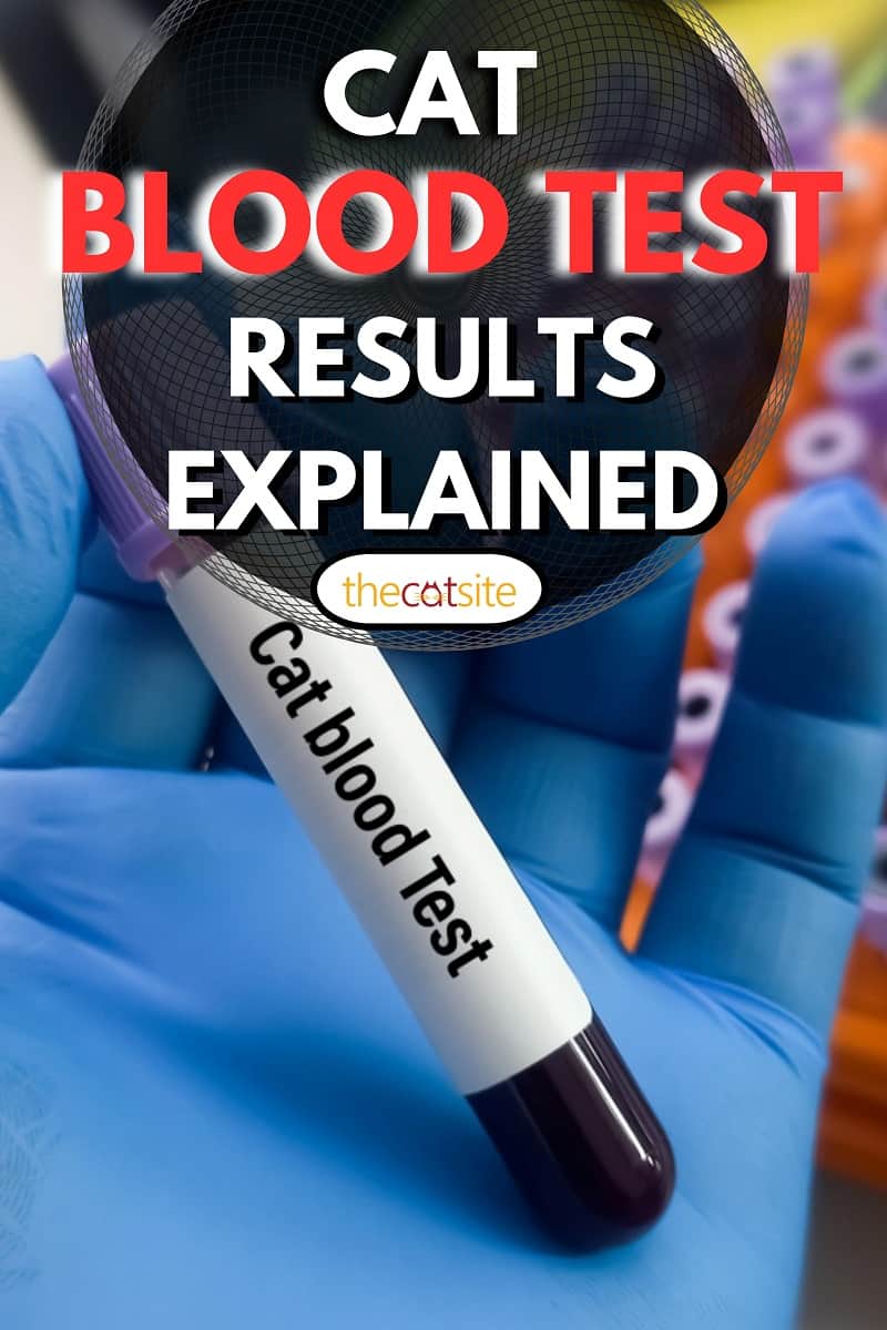 Blood sample for Cat allergy blood test. Test tube in doctor hands.