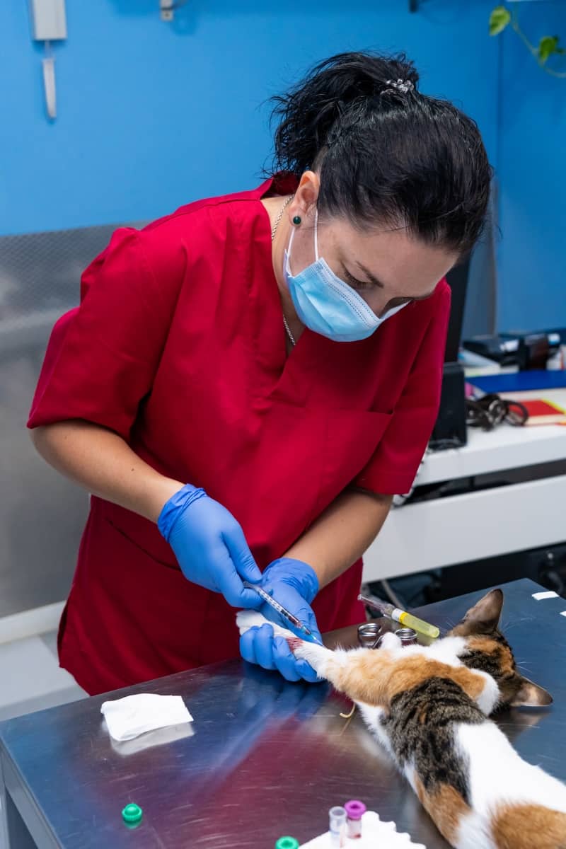 Veterinarian with face mask drawing blood from a sedated cat